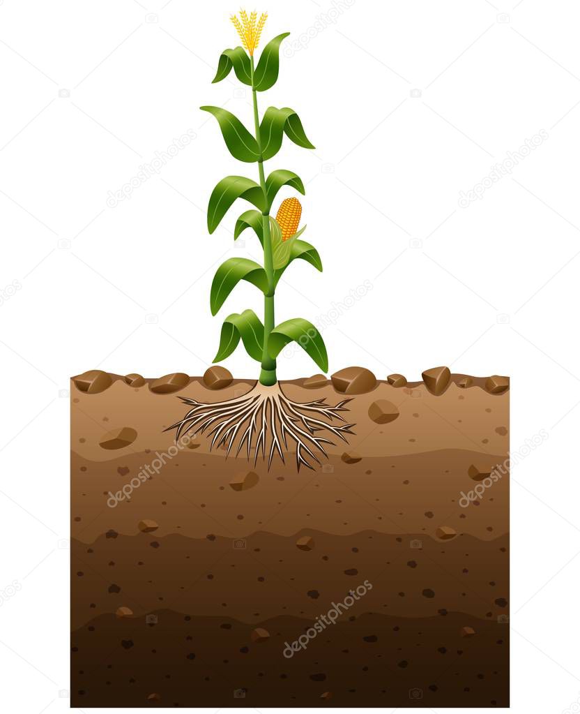 Corn plant with roots underground illustration