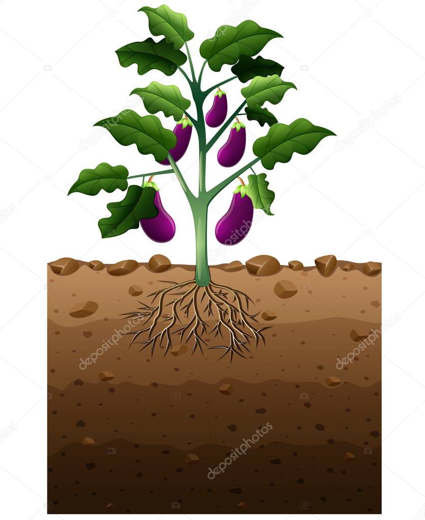 Eggplant plant with root underground illustration
