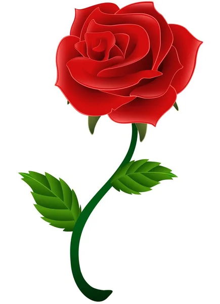 Blooming red flower rose isolated a white background — Stock Vector