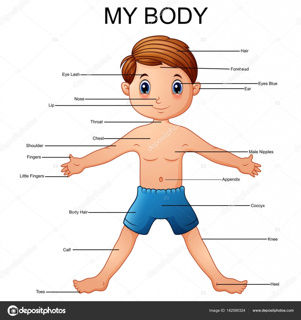 Body parts cartoon Vector Art Stock Images | Depositphotos