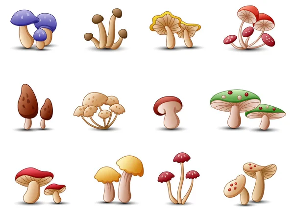 Verschillende soorten paddestoelen op een witte achtergrond — Stockvector