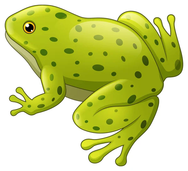Zielony nakrapiane żaby na białym tle — Wektor stockowy