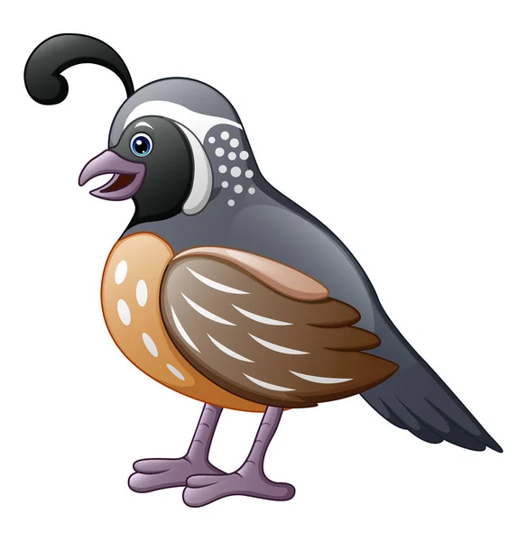 Illustrazione Vettoriale Del Cartone Animato Carino Dell Uccello Della Quaglia — Vettoriale Stock