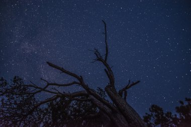 Ormanın üzerinde parlayan parlak yıldızlar dizini.