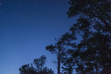 Ormanın üzerinde parlayan parlak yıldızlar dizini.