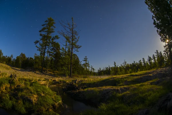 Estrellas brillantes brillando sobre el bosque . — Foto de Stock