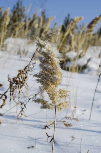Kış geldi ve karla kaplı çayır ve alanları. — Stok fotoğraf