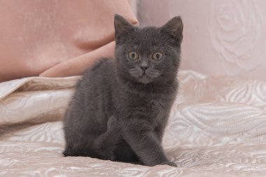 Beyaz yatağın üstüne oturan gri kedicik.