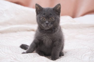 Beyaz yatağın üstüne oturan gri kedicik.