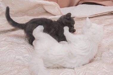 Beyaz bir kedi ile oynarken küçük gri kedi yavrusu.