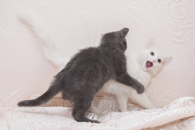 Beyaz bir kedi ile oynarken küçük gri kedi yavrusu.