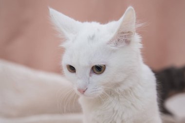 Yatakta oturmuş güzel beyaz kedi.