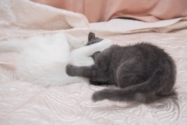 Beyaz bir kedi ile oynarken küçük gri kedi yavrusu.