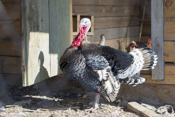 Turquía camina solemnemente a su paddock . — Foto de Stock