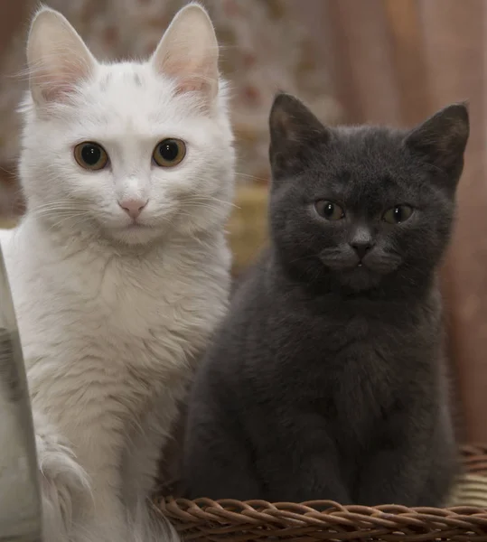 Seekor kucing putih duduk di sebelah anak kucing abu-abu . — Stok Foto