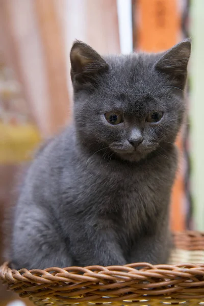 Pequeno gatinho cinza sentado em uma cesta de vime . — Fotografia de Stock