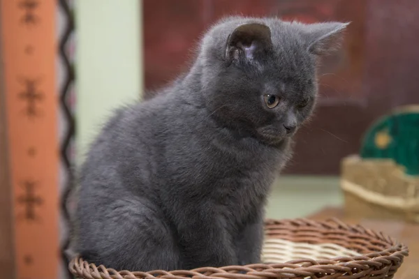 Kleine grijze kitten zat in een rieten mand. — Stockfoto