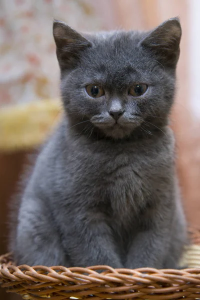 Pequeno gatinho cinza sentado em uma cesta de vime . — Fotografia de Stock