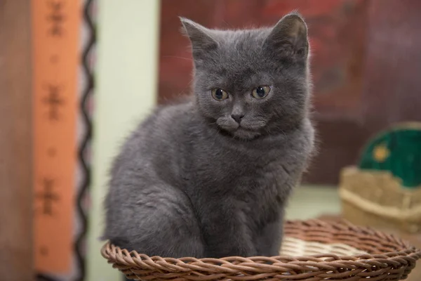 Маленький серый котенок сидит в плетеной корзине . — стоковое фото