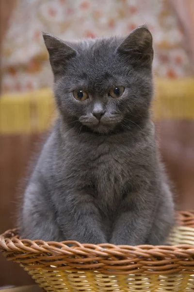 Little gray kitten sitting in a wicker basket. — Stock Photo, Image