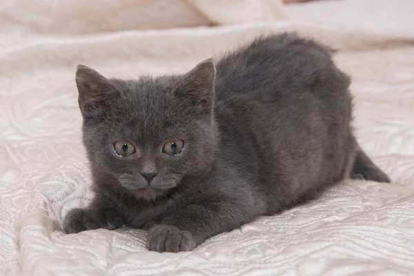 Kleine grijze kitten zittend op bed wit. — Stockfoto