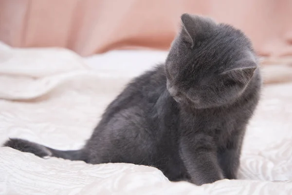 Little gray kitten sitting on white bed. — Stock Photo, Image