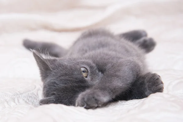 Маленький серый котенок лежит на белой кровати . — стоковое фото