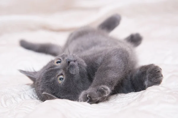 Маленький серый котенок лежит на белой кровати . — стоковое фото