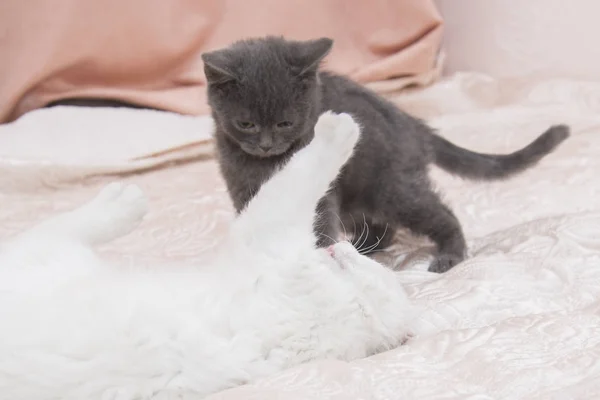 Kleine grijze kitten spelen met een witte kat. — Stockfoto