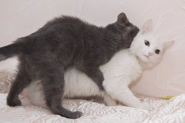 Λίγο γκρι γατάκι παίζει με μια άσπρη γάτα. — Φωτογραφία Αρχείου