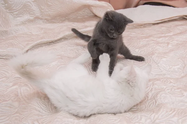 Pequeno gatinho cinza brincando com um gato branco . — Fotografia de Stock