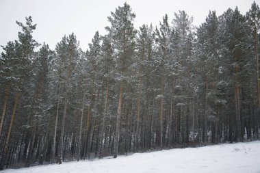 Beautiful scenery of a winter forest. clipart