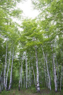 Yazın güzel huş ağaçları.