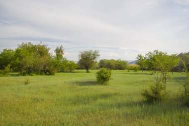 Yemyeşil çimen ile çiçek açan, yeşil çayır.