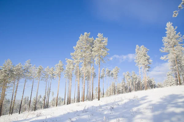 Hermoso paisaje de un bosque de invierno . — Foto de Stock