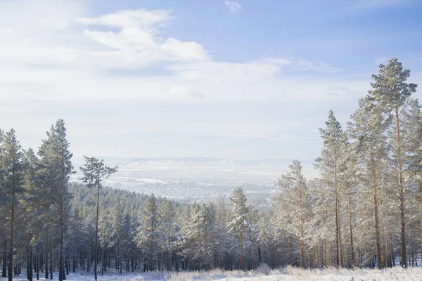 Hermoso paisaje de un bosque de invierno . — Foto de Stock