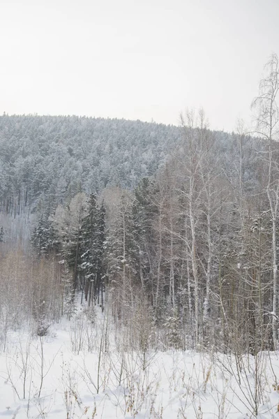 Hermoso paisaje de un bosque de invierno . — Foto de Stock