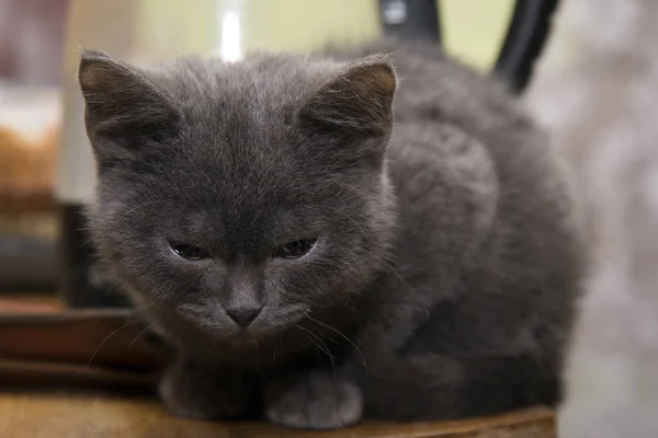 Маленький серый котенок заснул на столе. . — стоковое фото