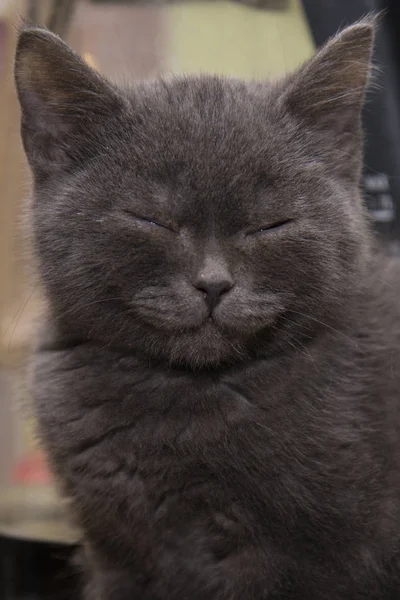 Het kleine grijs kitten viel in slaap op de tafel. — Stockfoto