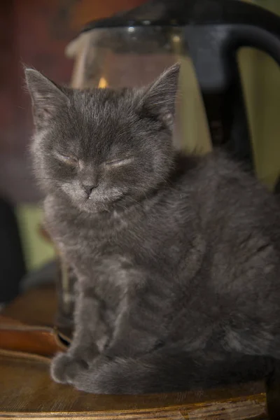 Het kleine grijs kitten viel in slaap op de tafel. — Stockfoto