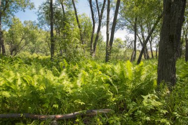 Kutsal Gölü kenarında tropikal orman.