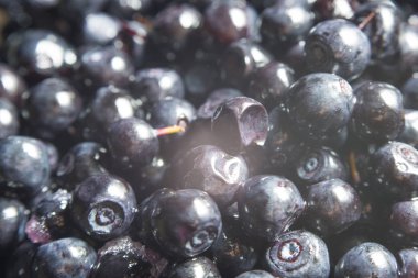 Vahşi orman berry yaban mersini masada olduğunu.