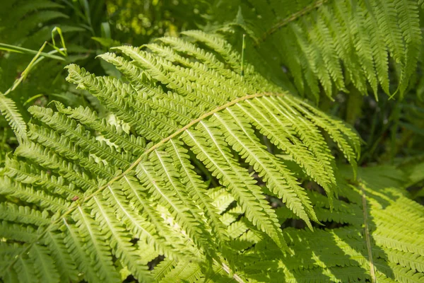 Tropisch oerwoud aan de oevers van het heilige meer. — Stockfoto