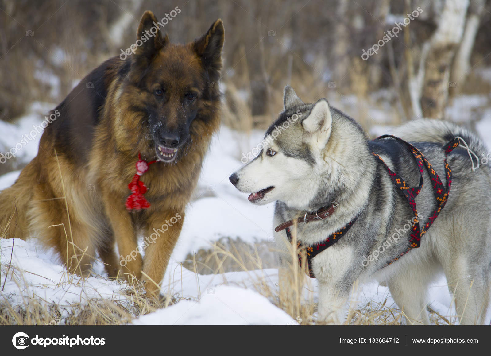 German shepherd and Siberian Husky walking in the winter forest