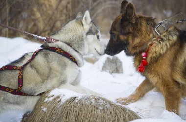 Alman çoban köpeği ve Siberian dış yapraklar kış ormanda yürüyüş.