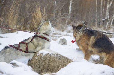 Alman çoban köpeği ve Siberian dış yapraklar kış ormanda yürüyüş.