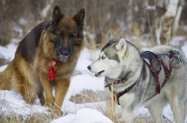 Alman çoban köpeği ve Siberian dış yapraklar kış ormanda yürüyüş.
