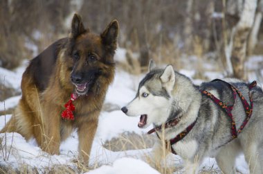 Alman çoban köpeği ve Siberian dış yapraklar kış ormanda yürüyüş.