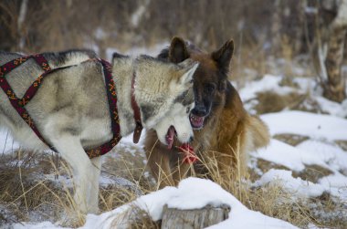 Alman çoban köpeği ve Siberian dış yapraklar kış ormanda yürüyüş.