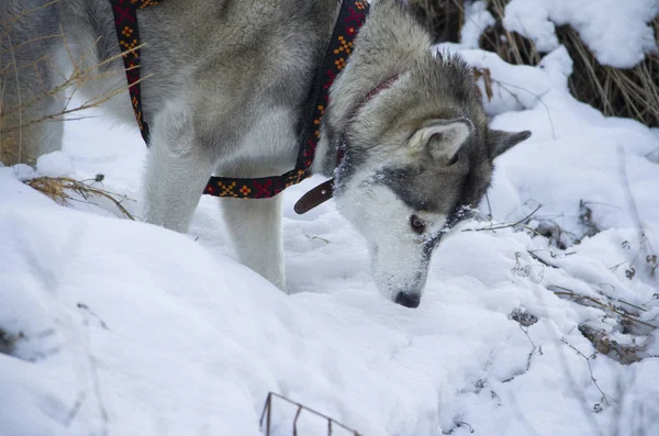 Dog breed "Husky" walking in a winter forest. — Stock Photo, Image